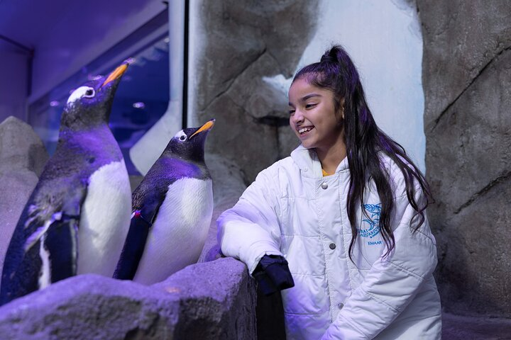 Penguin Encounter/King Crock Encounter/Otter Encounter/Ray Encounter/Shark Trainer Encounter