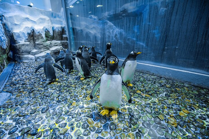 Penguin Encounter/King Crock Encounter/Otter Encounter/Ray Encounter/Shark Trainer Encounter