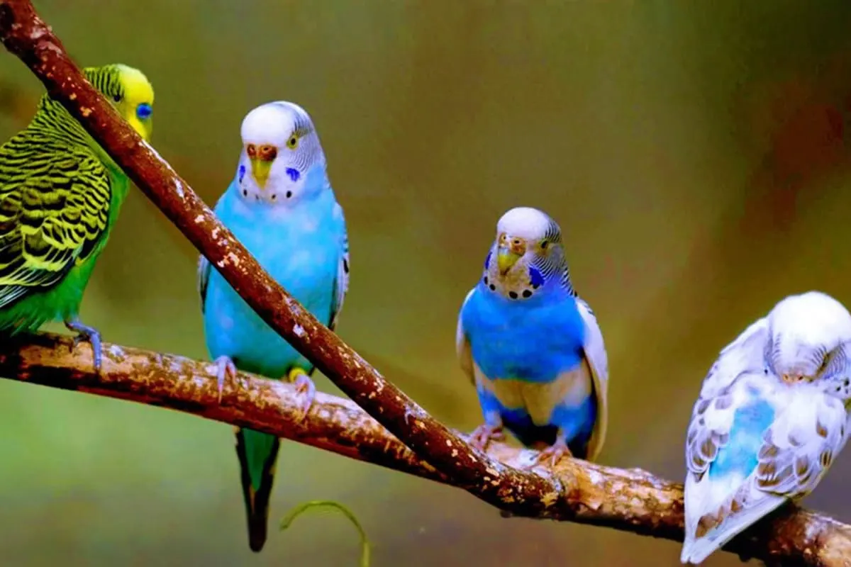 Al Ain Zoo