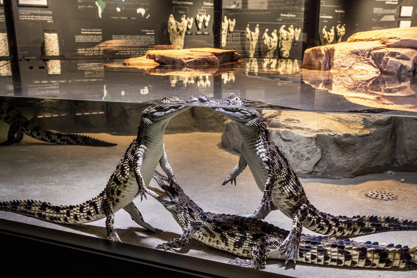 Dubai Crocodile Park Ticket