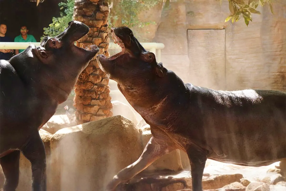 Al Ain Zoo